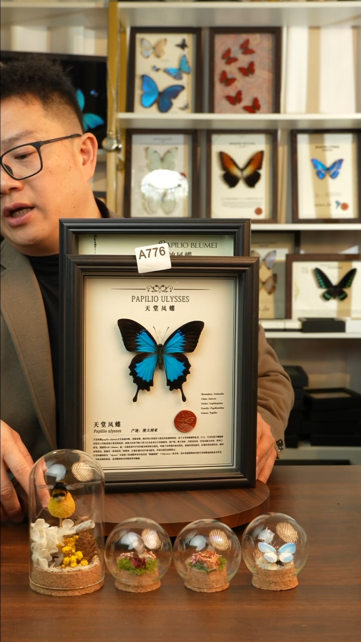 天堂凤蝶-中文（10寸欧式黑框）A776