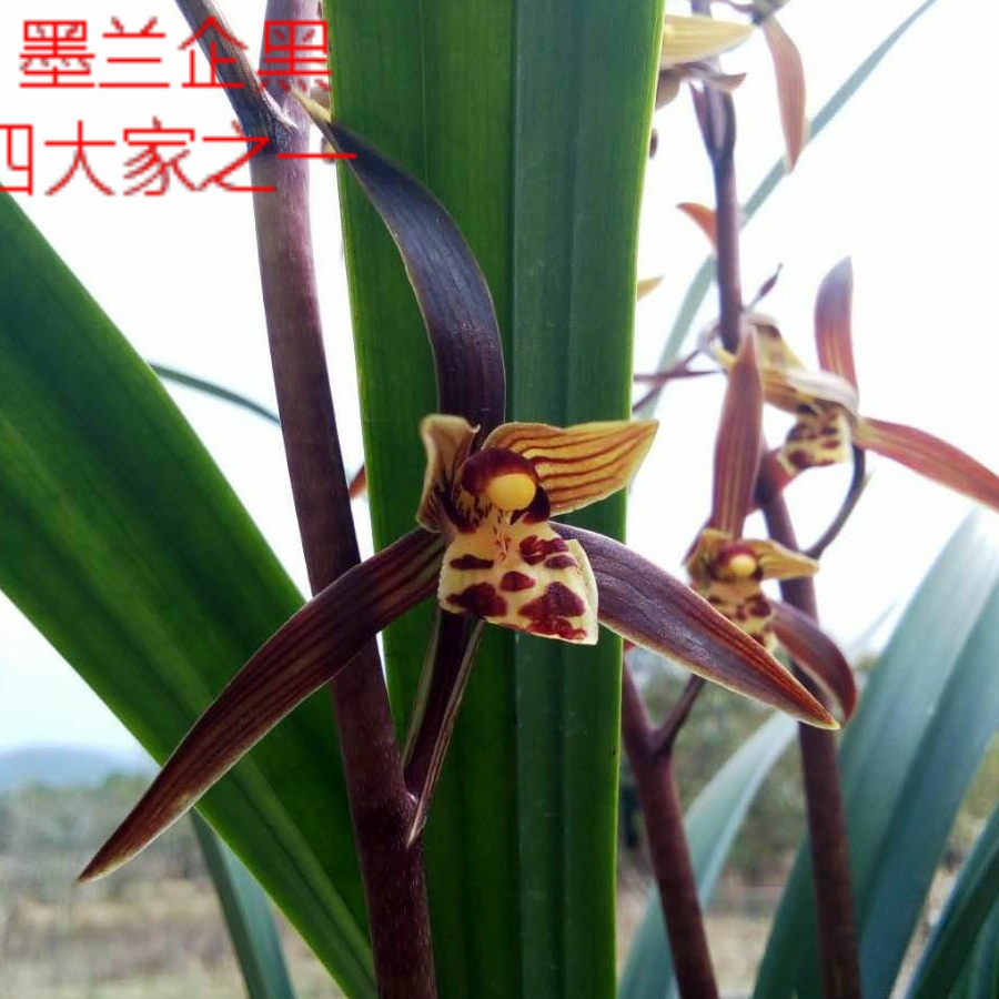墨兰兰花盆栽四季开花浓香型好养室内观赏花卉绿植