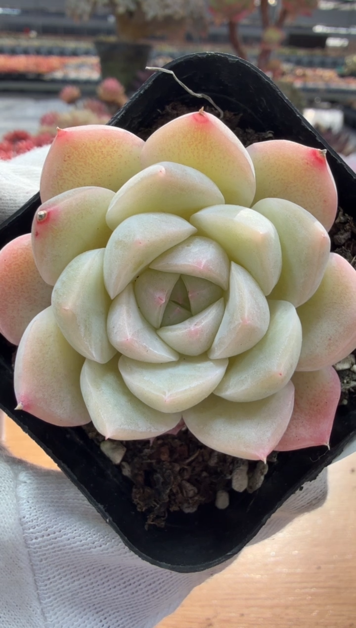 东云多肉园二店-140