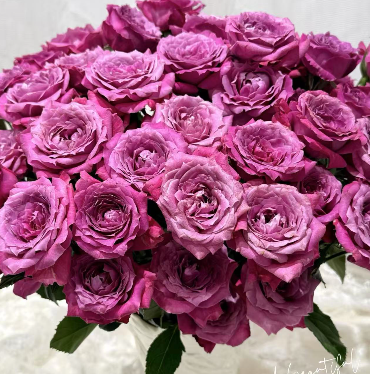 【陌上花开】午夜派对-稀有多头玫瑰（注意带包装醒花哦~）