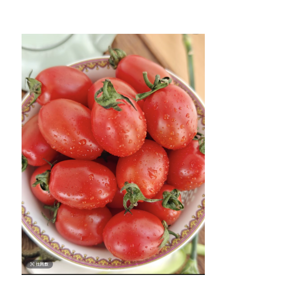 新鲜采摘正宗新疆小番茄仙女果可生吃做汤做菜做酱5斤全国包邮