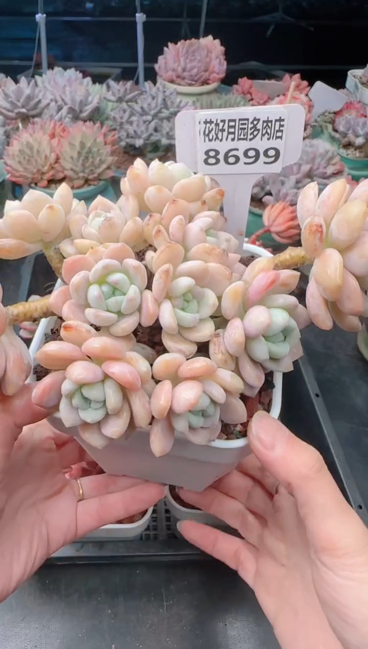 【闪购商品】8699露凝香