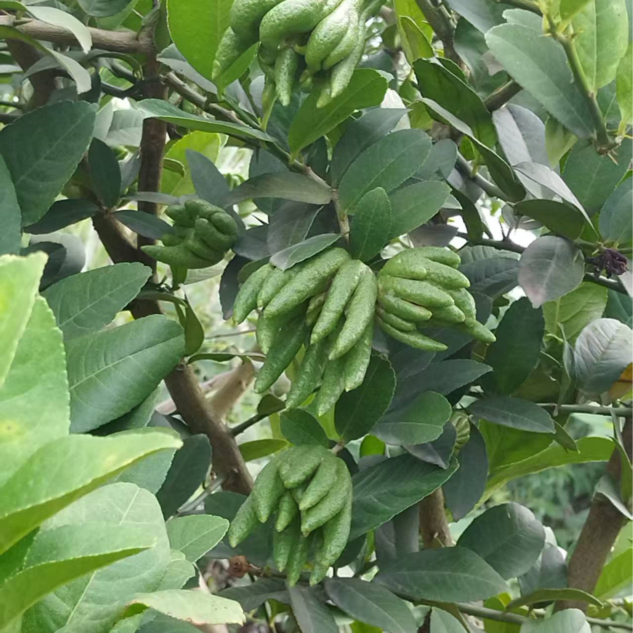 四川园创佛手柑种植基地直发