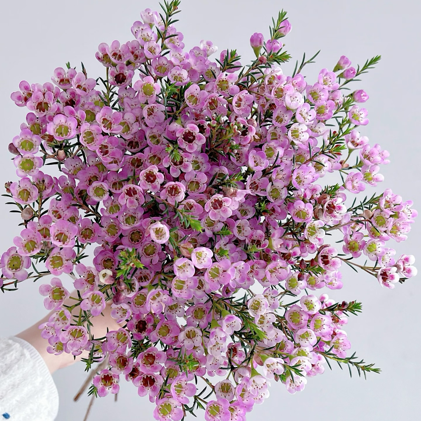 【高品质澳洲腊梅】鲜切水培 好养护花期长 云南基地直发