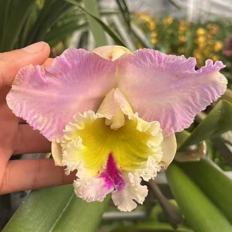 卡特兰现货情迷曼谷 Rlc. Lovely Bangkok粉色大花室内办公室洋兰