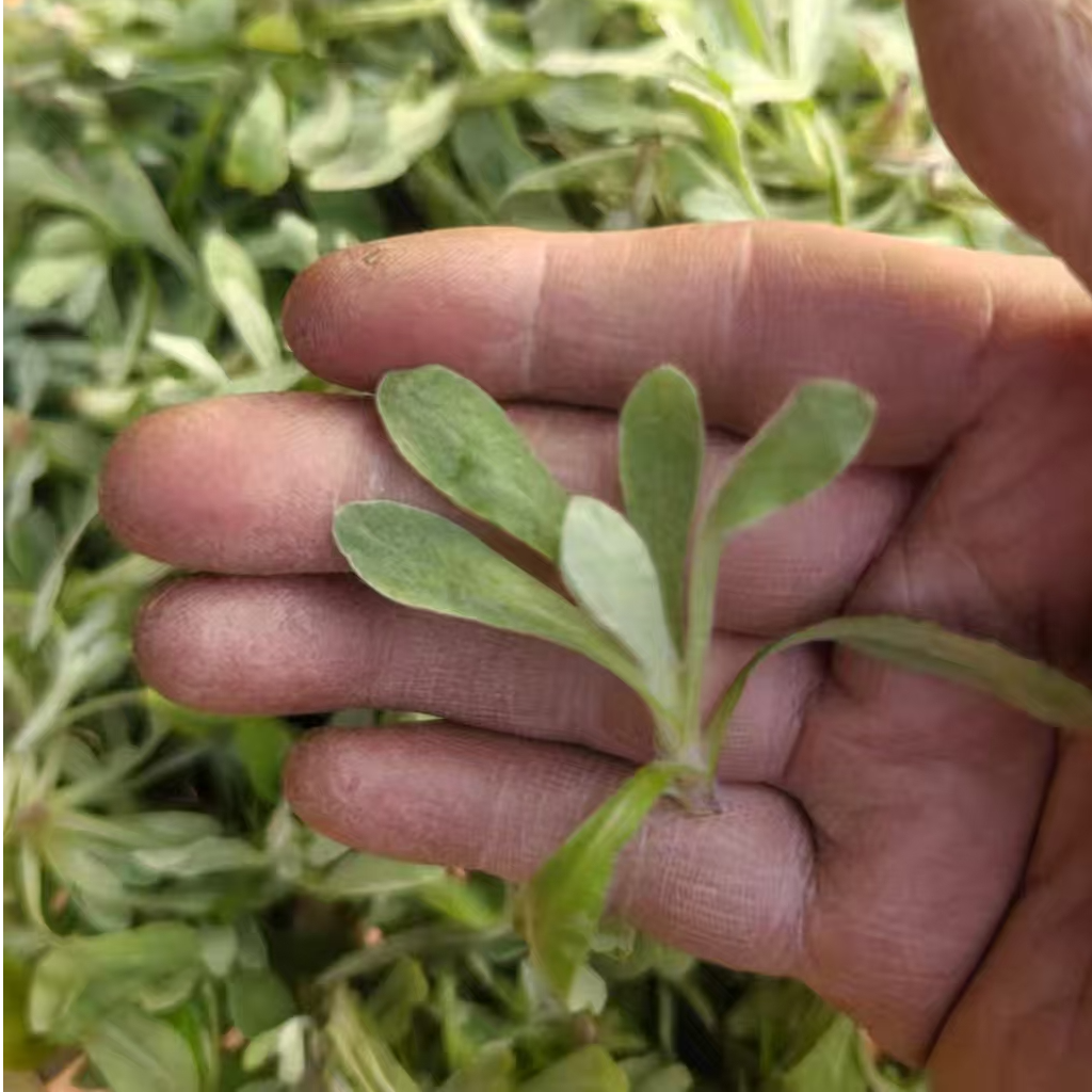 四川野生清明草鼠曲草清明菜棉菜佛耳草清明果鼠曲稞青团做粑粑