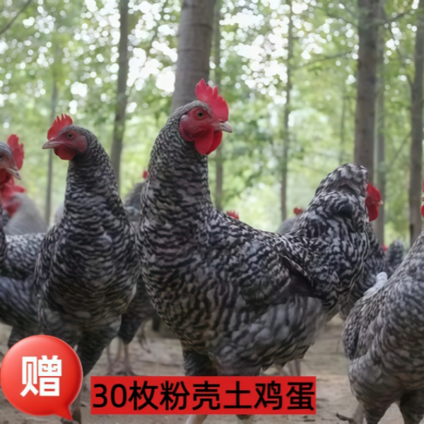 二毛林下散养芦花鸡整鸡现杀次日发包邮