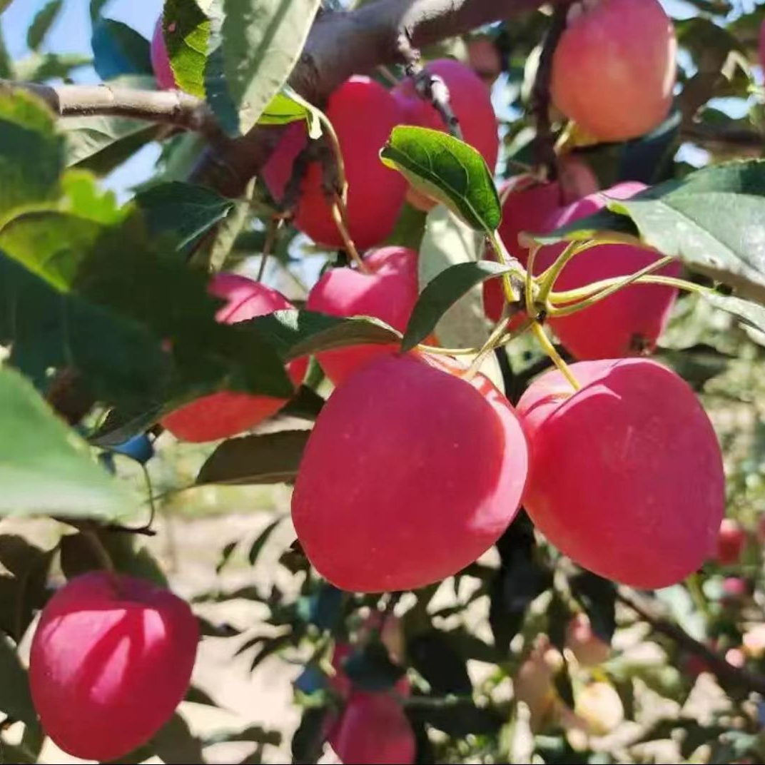 【香妃海棠鸡心果】2025年应季产地直发包邮现采现发鸡心果