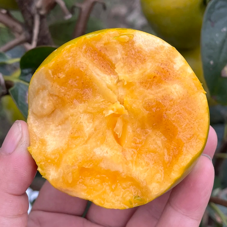 【中秋礼盒】太秋脆柿当季限定脆甜不涩口新鲜应季水果【顺丰包邮】