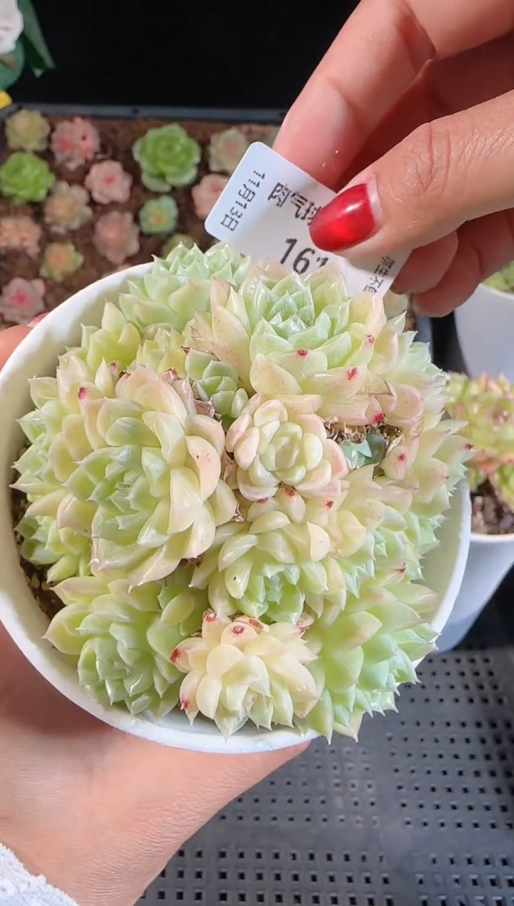 1113-161群生不包整
