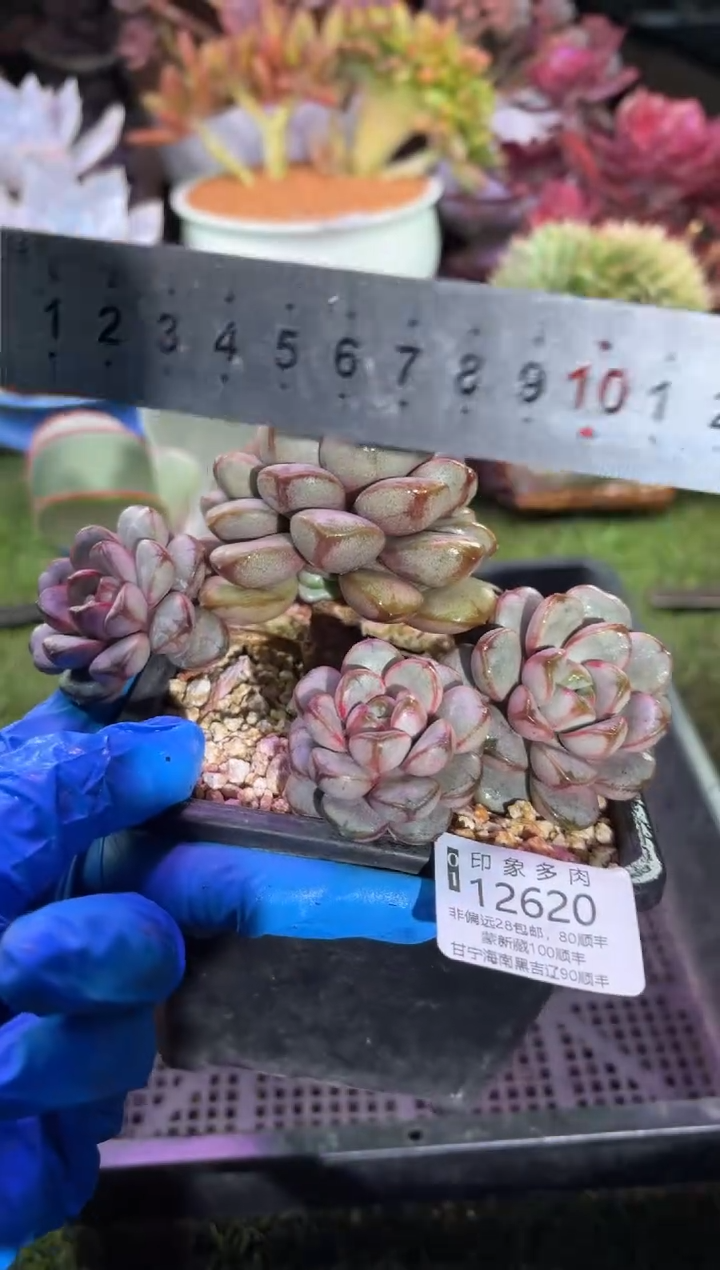 【闪购商品】12620