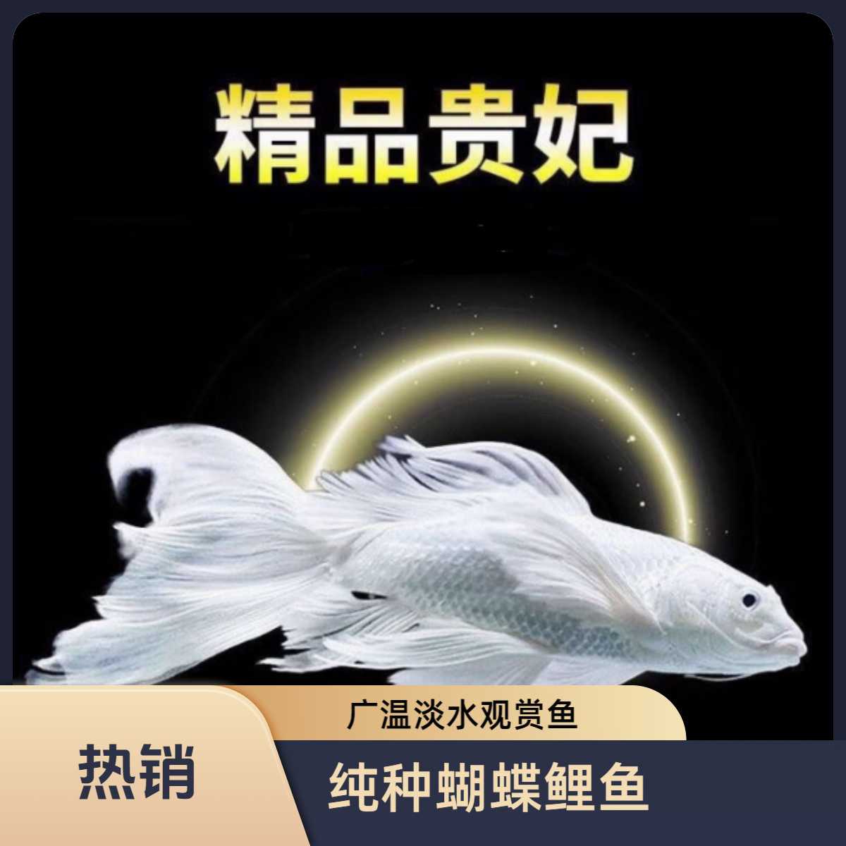 蝴蝶鲤纯种大鳍大尾蝴蝶鲤鱼（普身）鹰钩嘴贵妃蝴蝶鲤观赏鱼