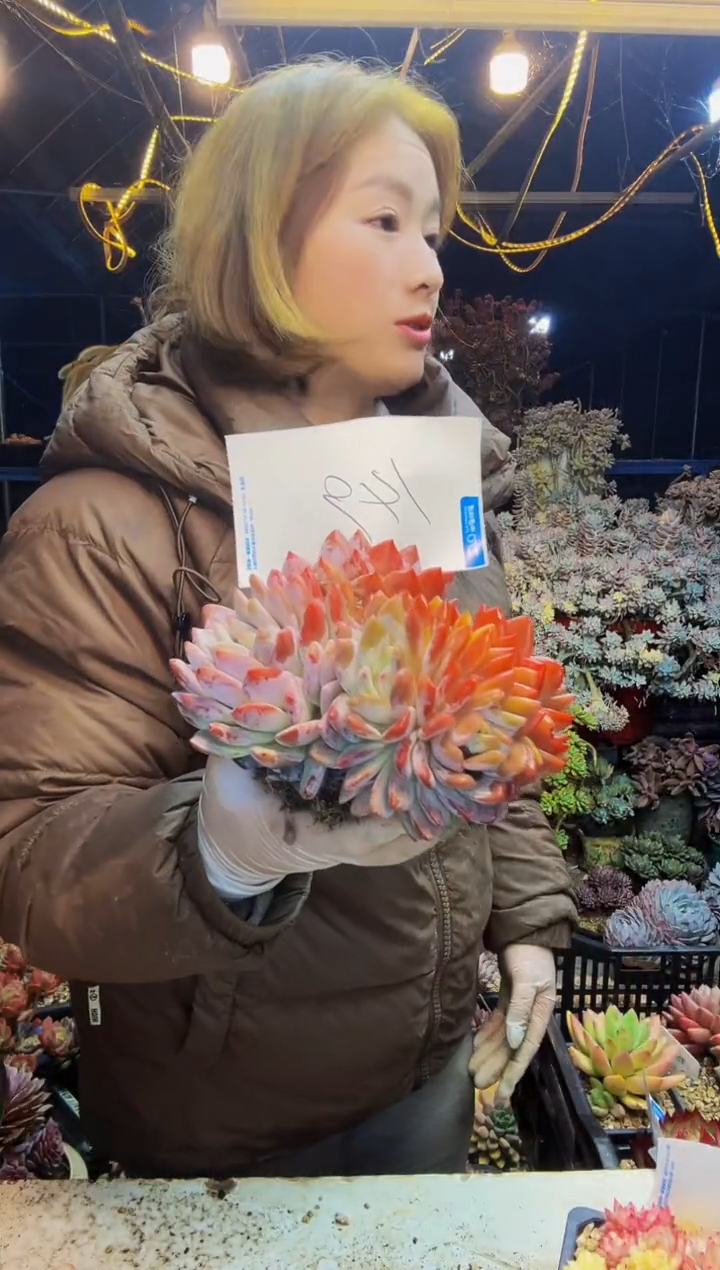 149号一物一拍脱土包邮