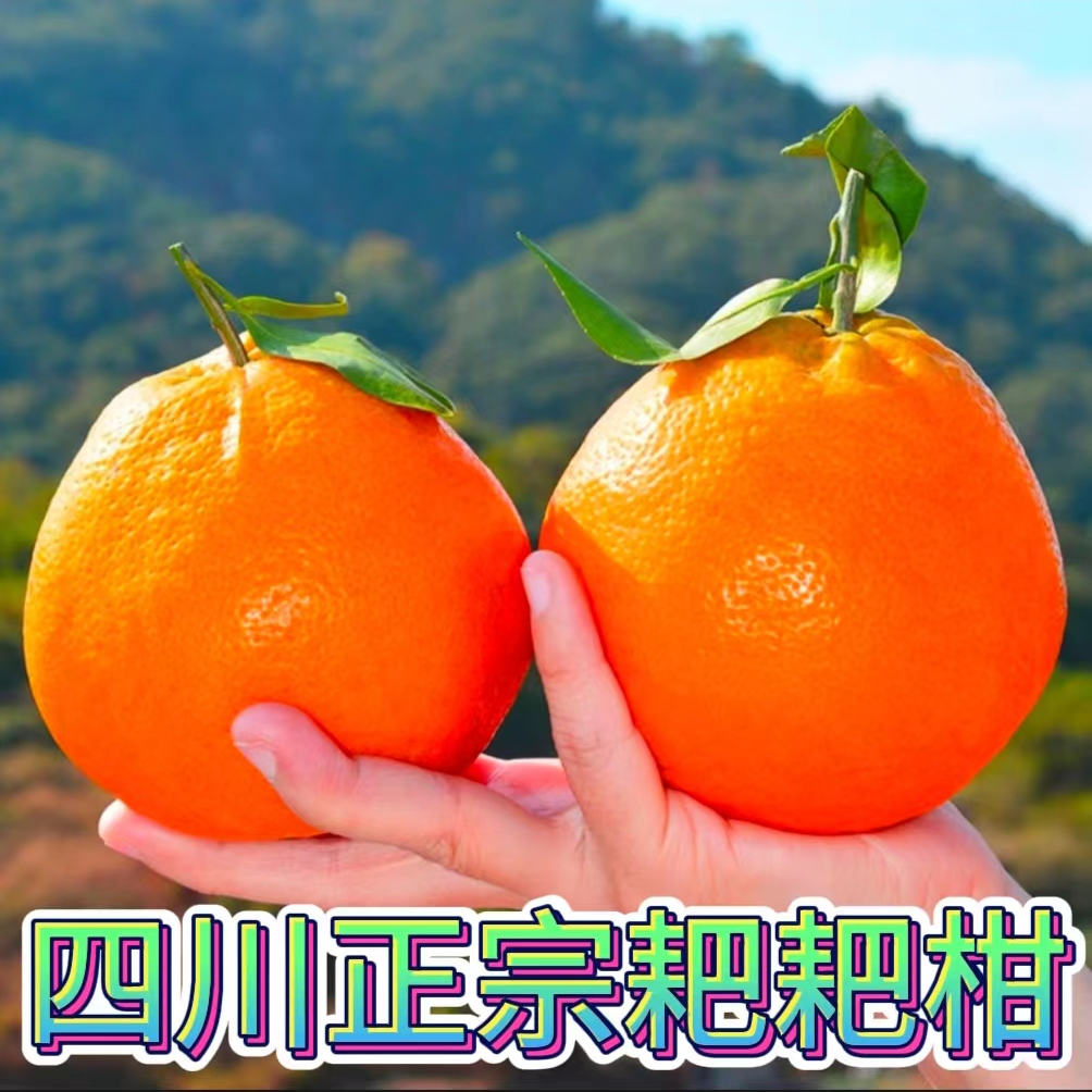 正宗春见耙耙柑四川眉山丹棱产区现摘现发新鲜水果包邮