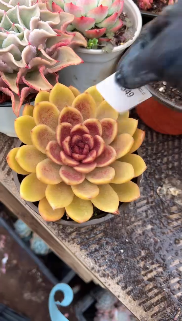爱****馆多肉植物一物一拍23349