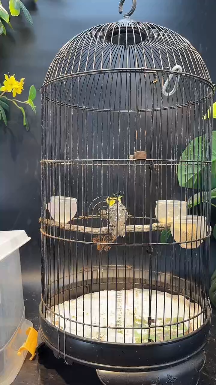 16号   黄颊山雀养笼0元起拍