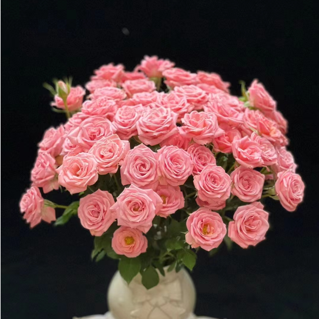 【买一送一】小头露露公主泡泡10支 多头玫瑰 云南基地鲜花 直发