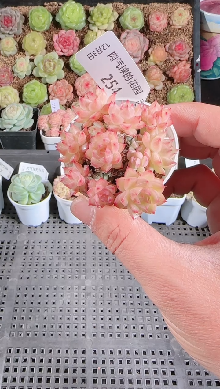 1203-254多肉群生不包整