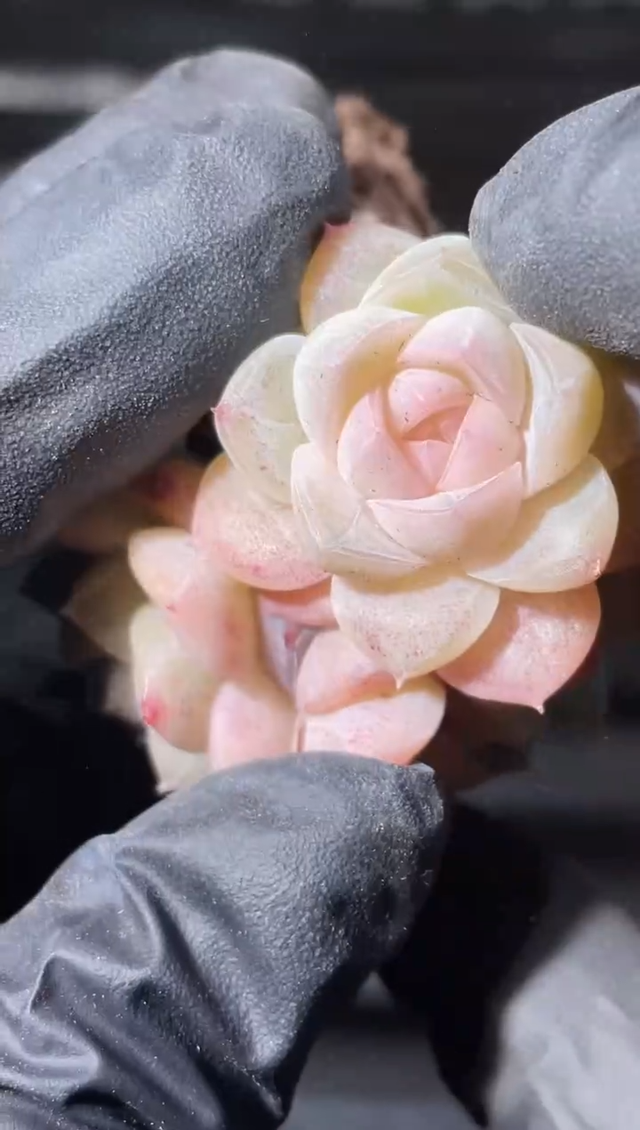 30-95 玉如意群3-4厘米不包整散量拍发一颗