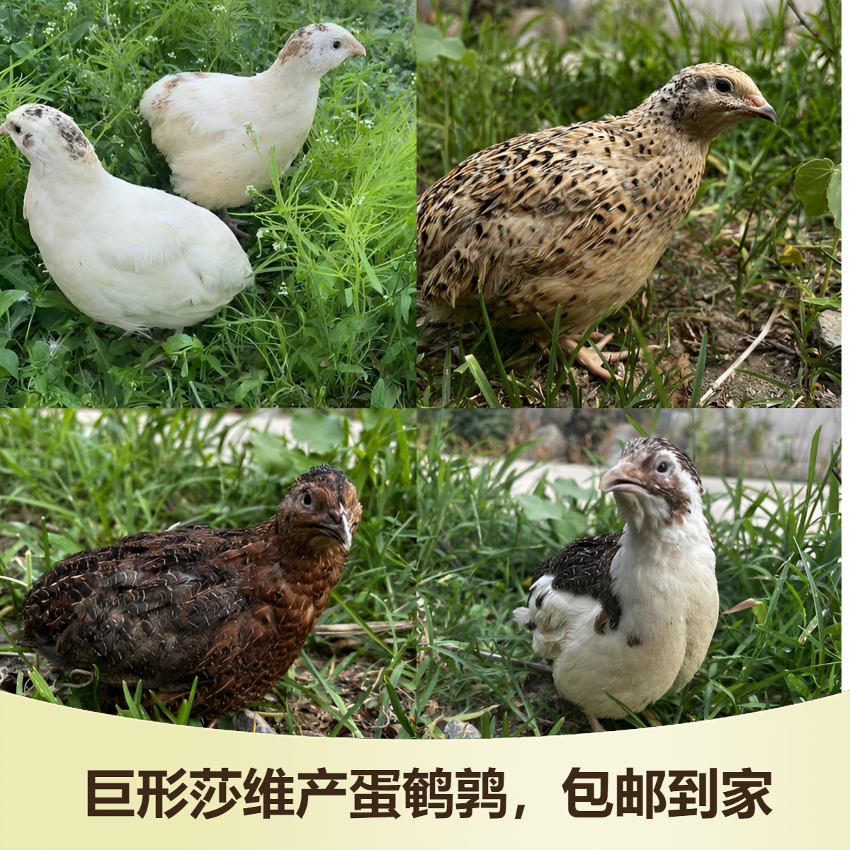 白、黄、黑、熊猫莎维鹌鹑巨形产蛋莎维鹌鹑