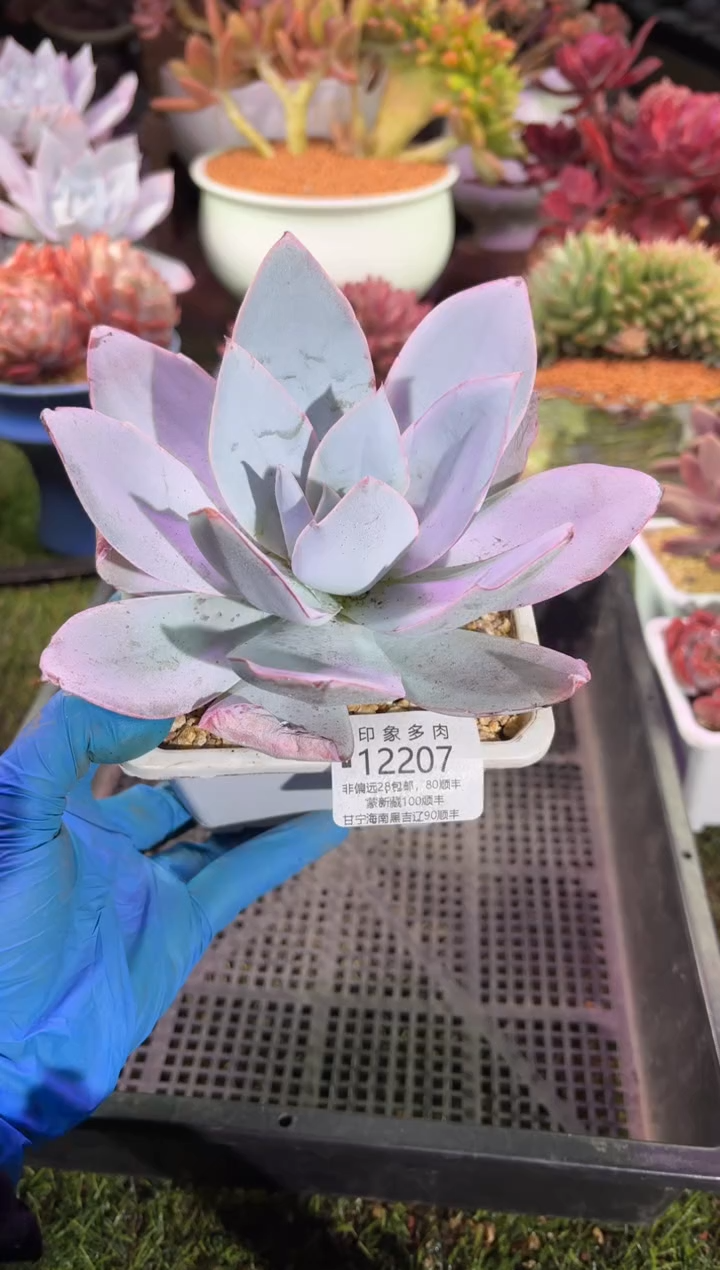 【闪购商品】12207