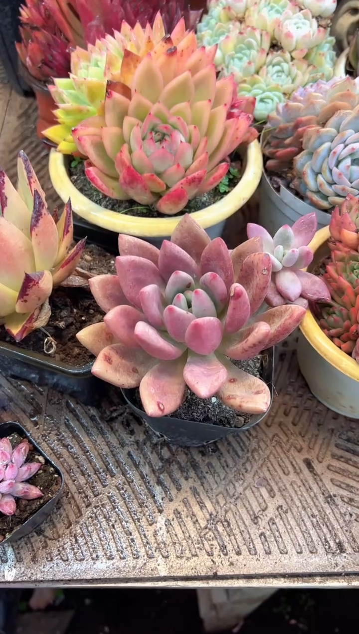 淡*多肉植物一物一拍05357