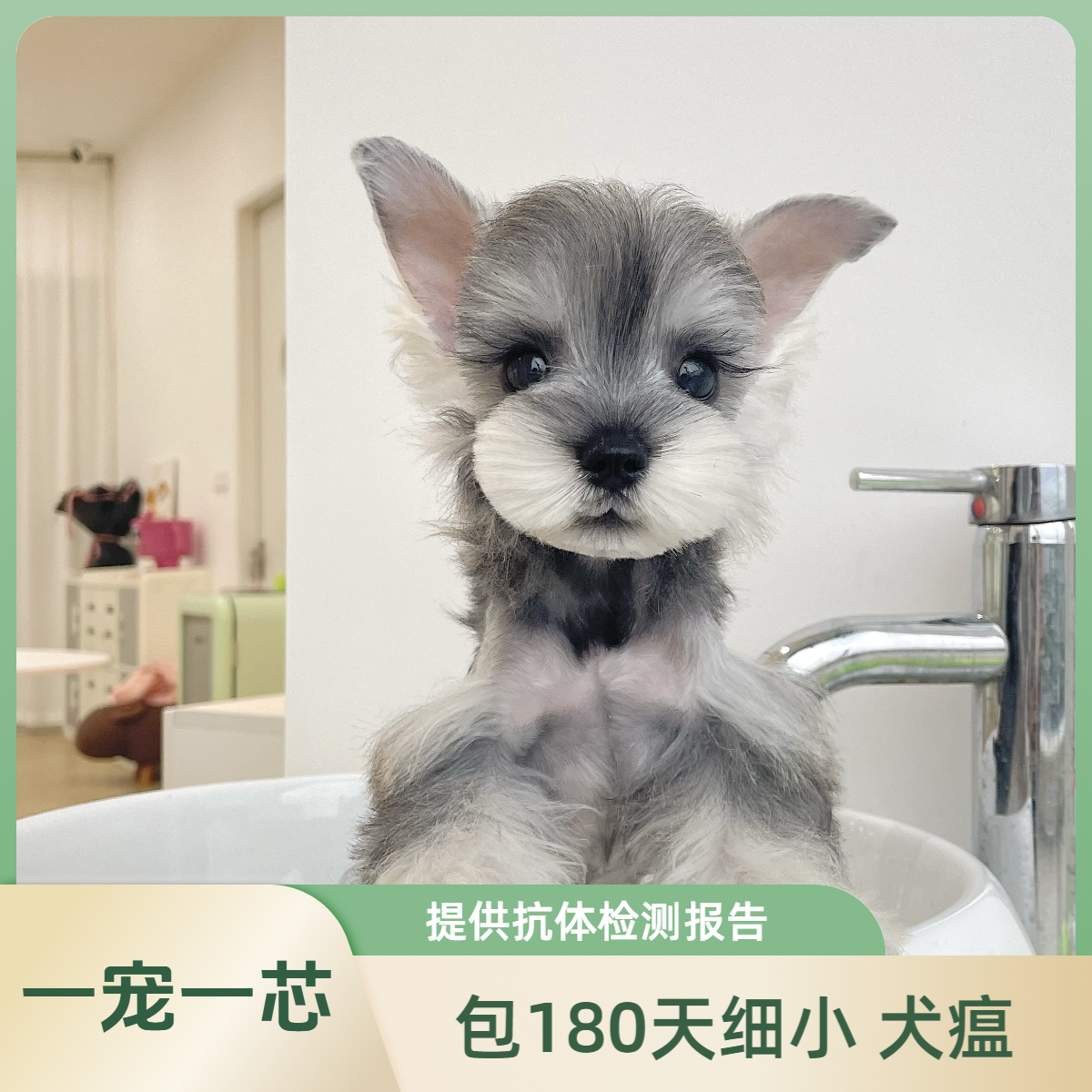 小宠到家小体椒盐黑银梦幻雪纳瑞宠物狗活体幼犬雪纳瑞幼犬售卖