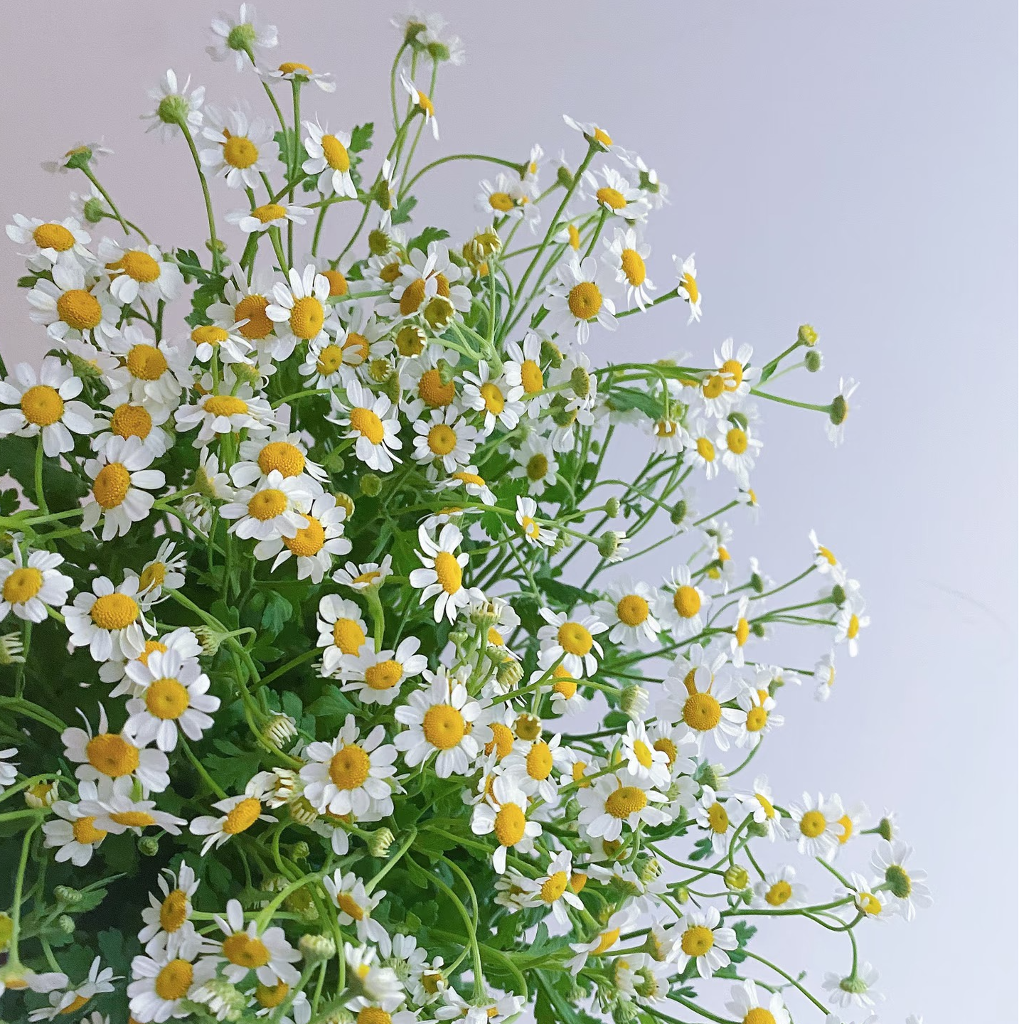 洋甘菊小清新鲜切鲜花云南基地直发家用办公室水养鲜花云南鲜切花