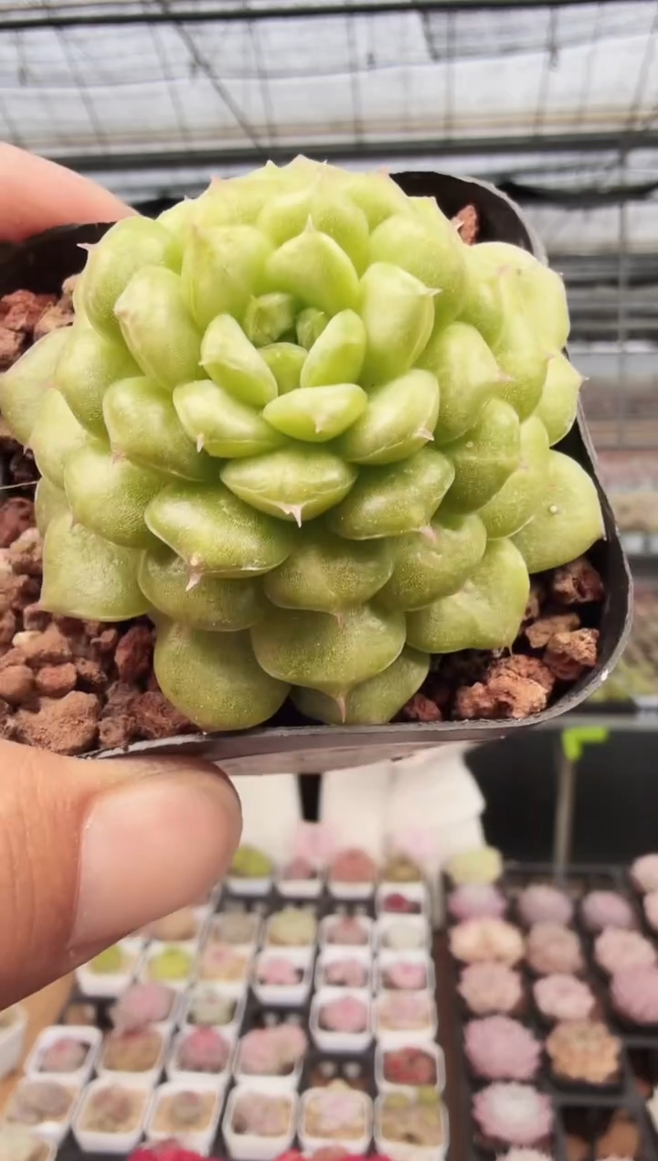 东云多肉园新款-147