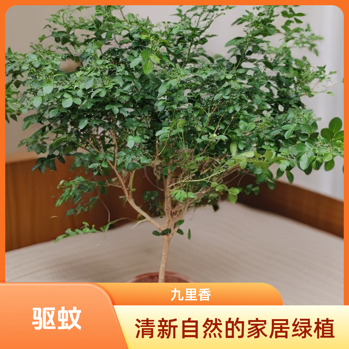 九里香盆栽多年生木本植物浓香型可室内外种植的绿植