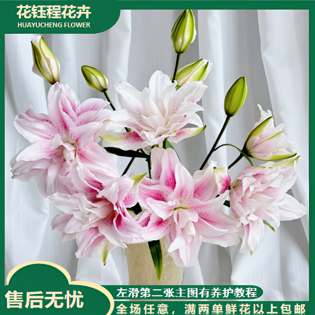 重瓣百合  生花苞小  生花苞发货  全场任意两单以上包邮