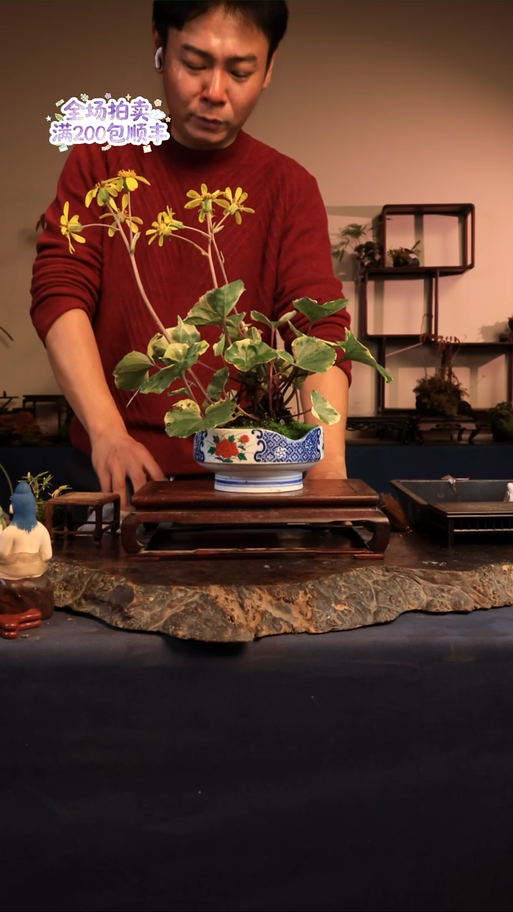 完全开放B32草本植物 不包邮