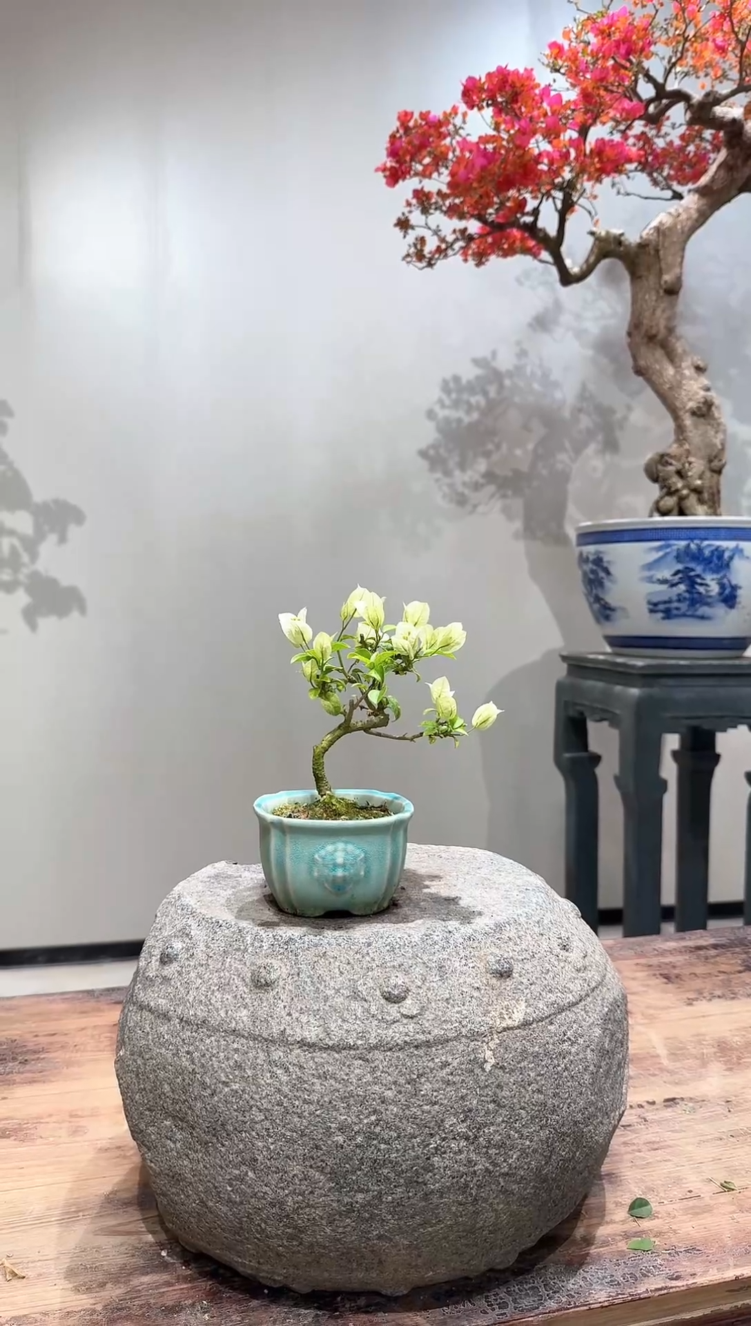 【闪购商品】盆静小绿樱