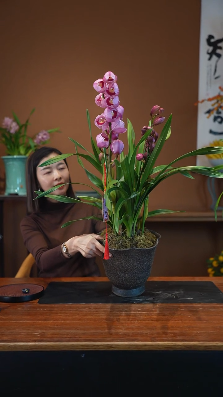 全部花朵粉黛盆景盆景盆景