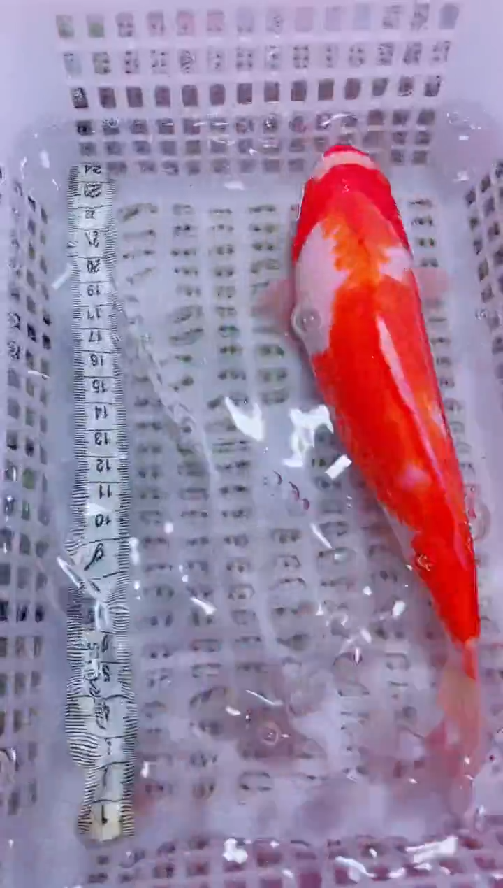锦鲤血统锦鲤全场包邮178