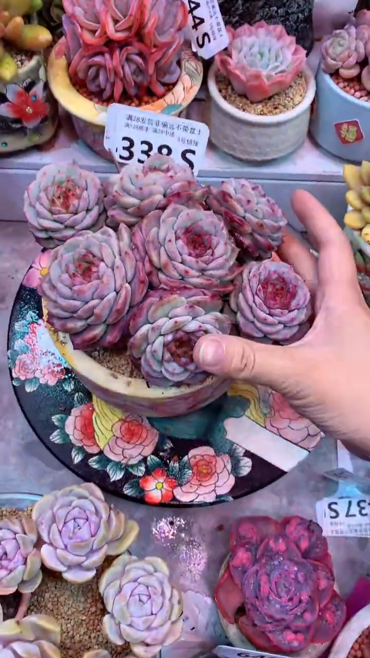 338S（一物一拍，精品多肉，所见即所得 ）