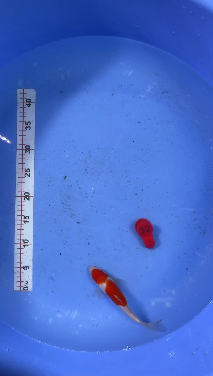 锦鲤活体二号链接