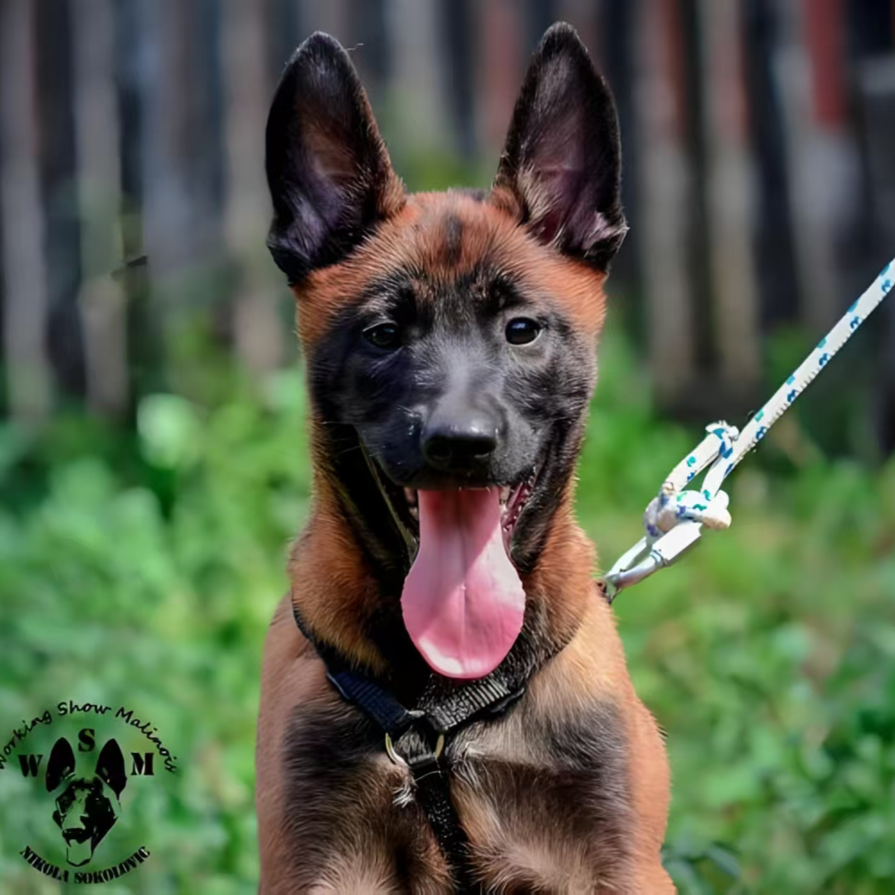 马犬 牧羊犬幼犬看家护院训练犬
