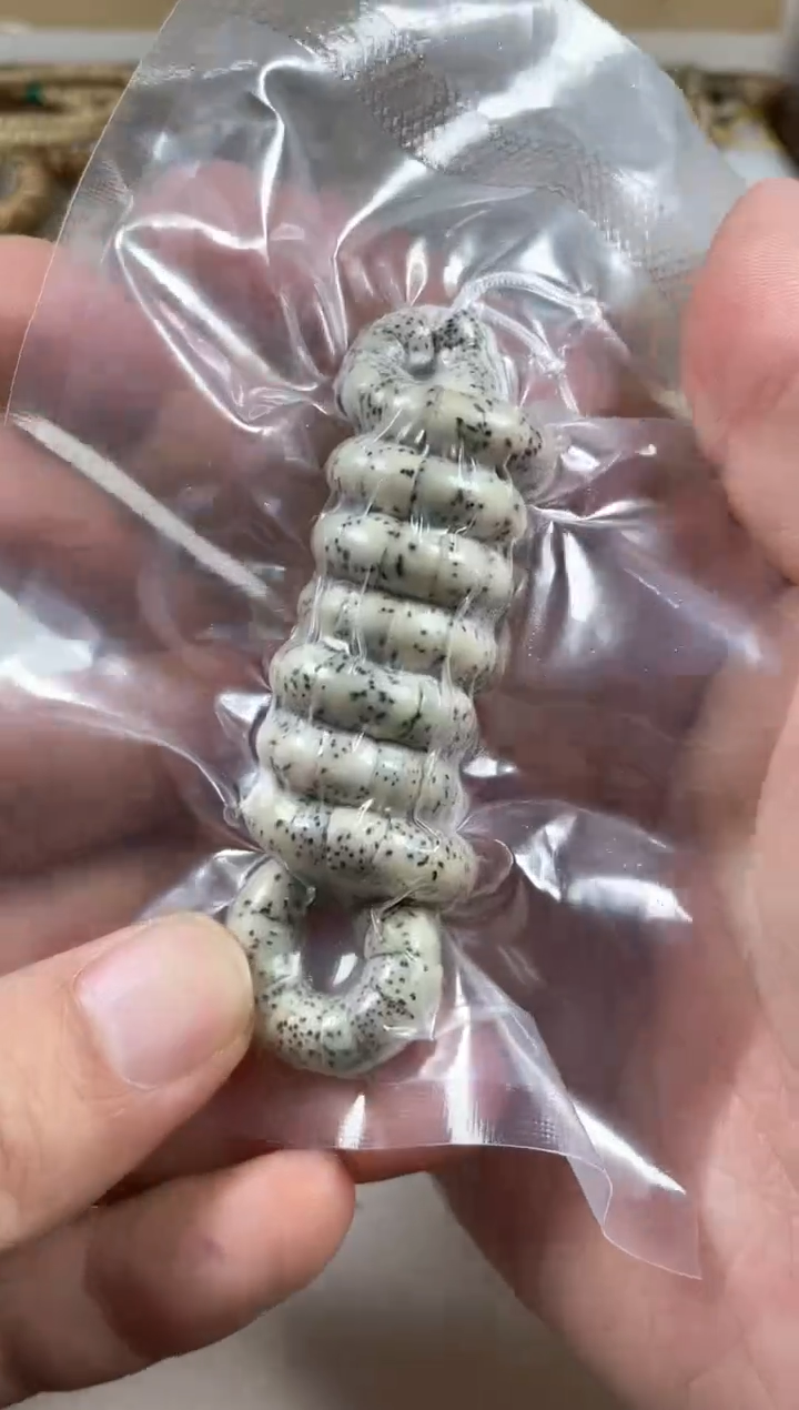 手串星月菩提原生态石玉料直切大肠7mm