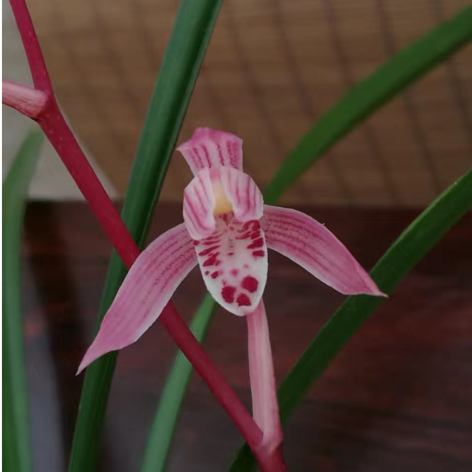 建兰胭脂红（女儿红）