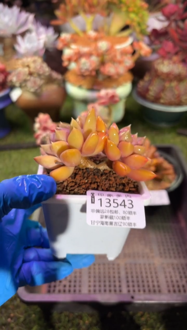 【闪购商品】13543