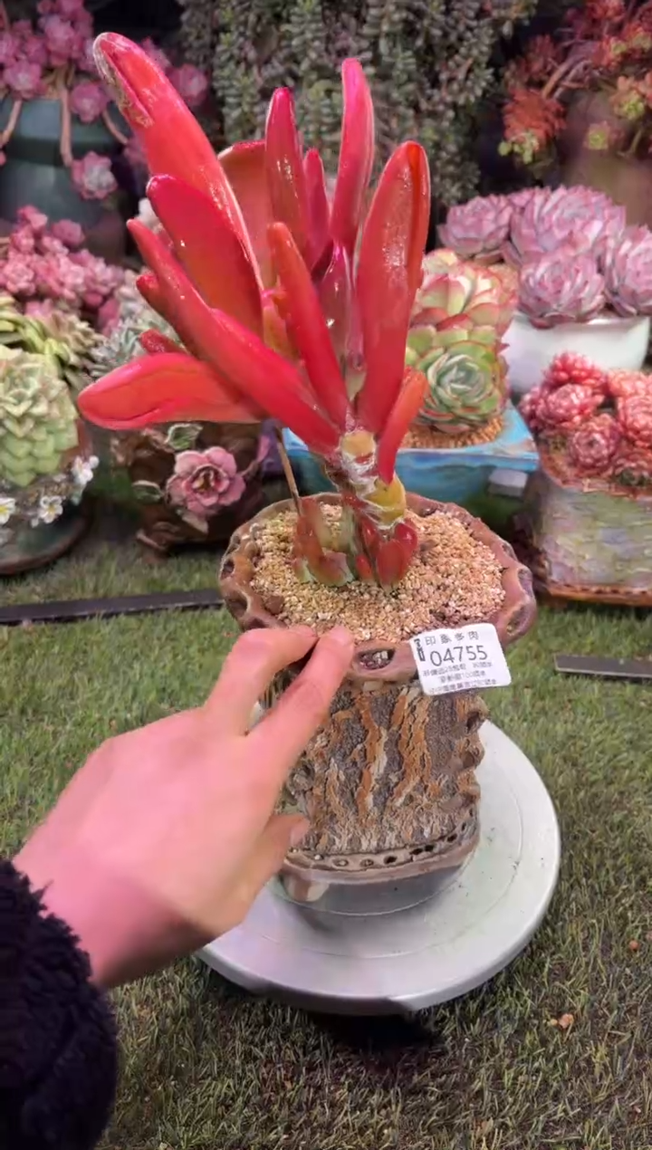 【闪购商品】04755