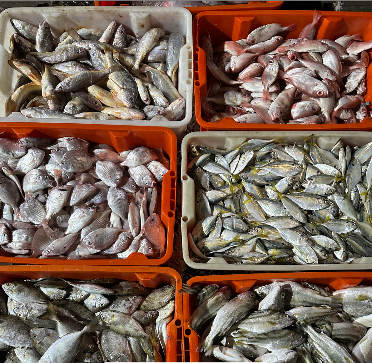 新鲜海杂鱼！【泥猛鱼，结尾鱼，丁公鱼，红立鱼，红木鲢，石头鱼各一斤】