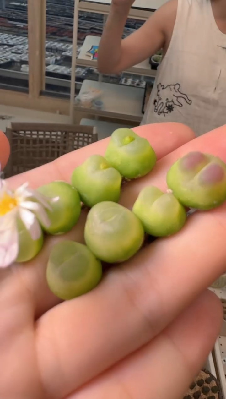 29-60多肉植物肉锥拉登一颗