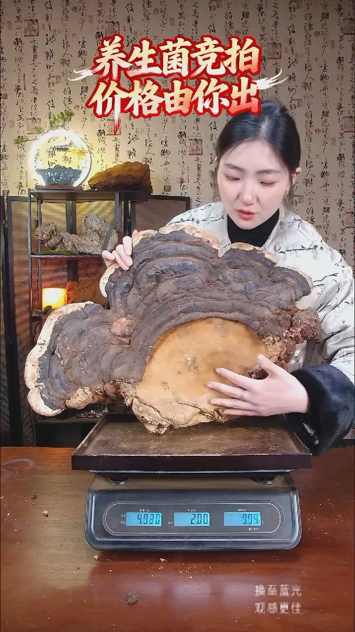 红缘拟层孔菌中国大陆【藏区野生】红缘树舌（8.83斤）90-100年份