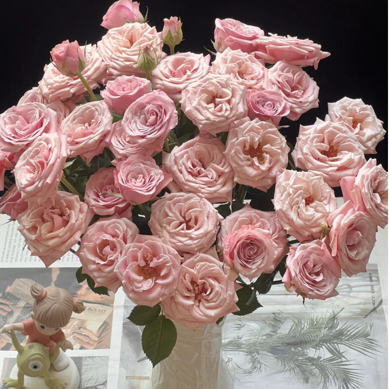 次日达-【姆奇亚小姐】5枝多头玫瑰鲜花批发直播任意两单升级顺丰包邮三单送随机花瓶一个今天拍明天到