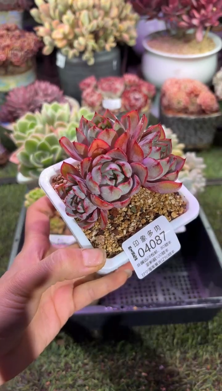 【闪购商品】04087