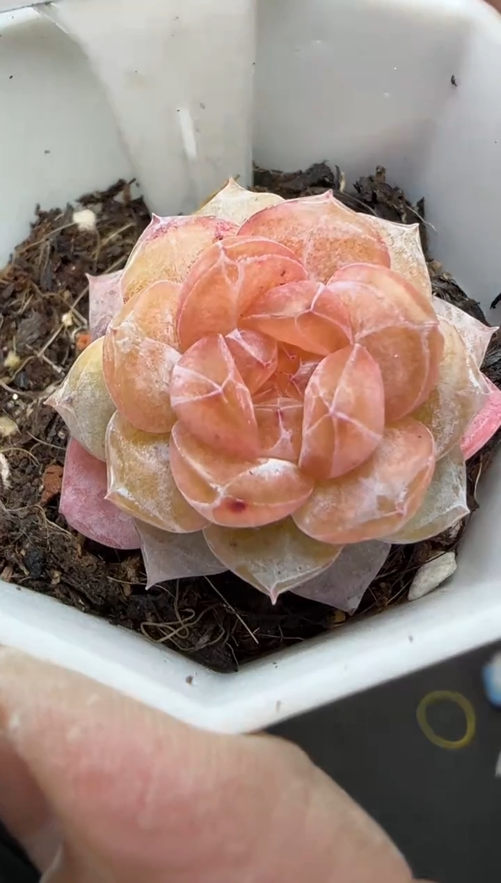 【闪购商品】一物一拍0213—46