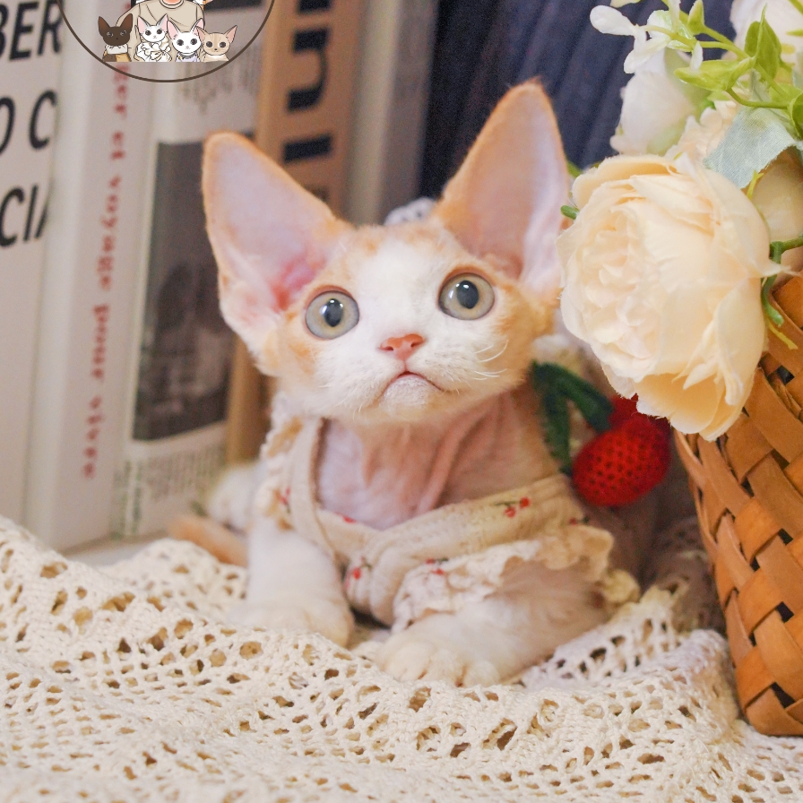 虎斑妹妹 2个月 德文卷毛猫