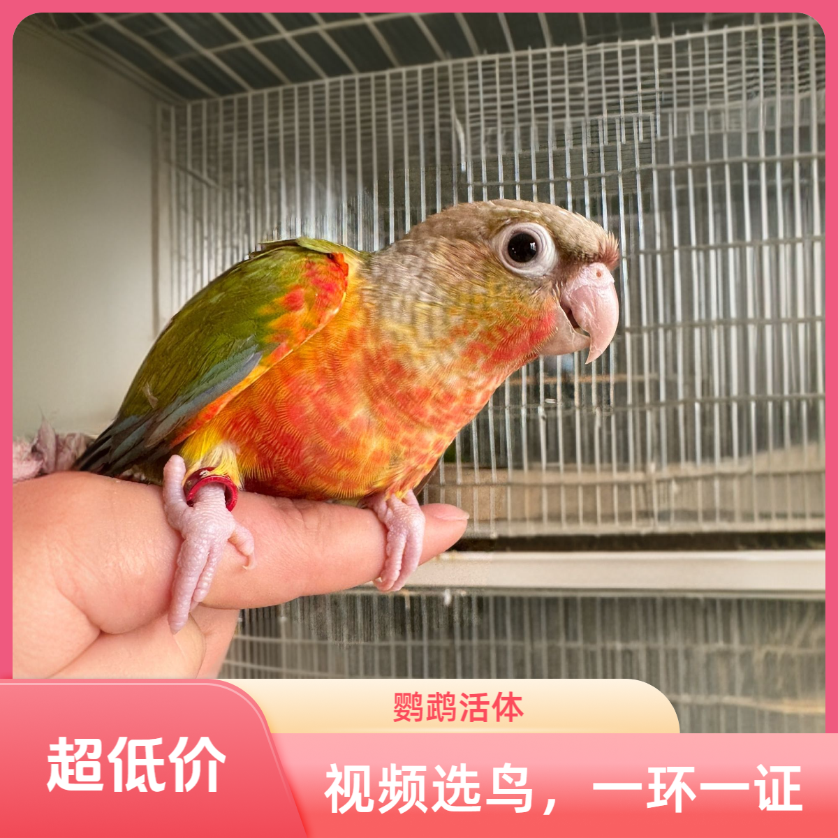 阳阳鹦鹉活体手养亲人（一物一拍）